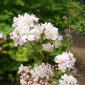 Deutzia purpurescens P1C